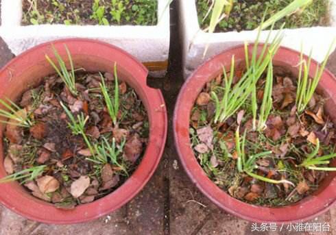 阳台种植红葱头技术要求_阳台红葱头的种植技术_阳台怎样种植红葱头
