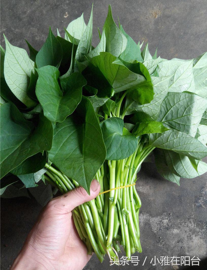 阳台种植红葱头技术要求_阳台怎样种植红葱头_阳台红葱头的种植技术
