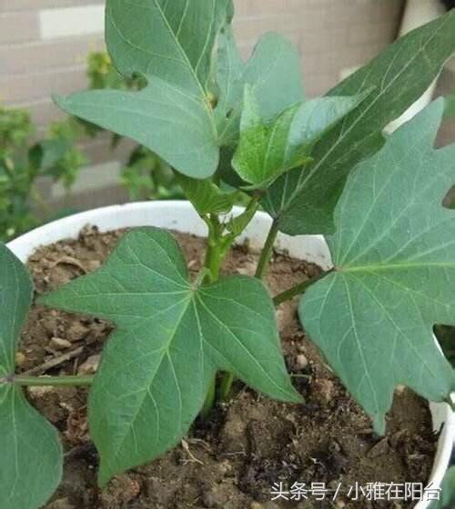 阳台红葱头的种植技术_阳台种植红葱头技术要求_阳台怎样种植红葱头
