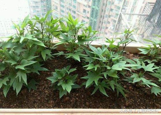 阳台怎样种植红葱头_阳台种植红葱头技术要求_阳台红葱头的种植技术
