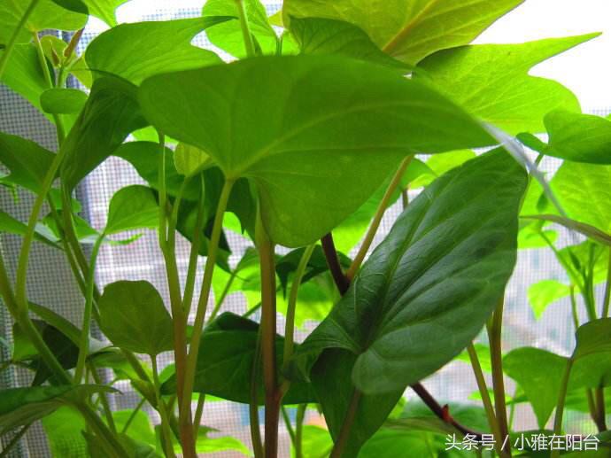 阳台红葱头的种植技术_阳台怎样种植红葱头_阳台种植红葱头技术要求