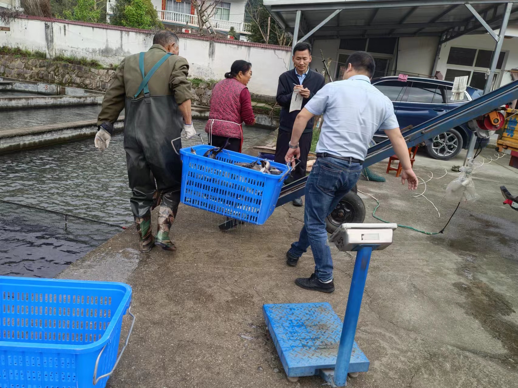 流水养殖鲈鱼致富_流水养殖鲈鱼技术要点_致富流水养殖鲈鱼视频