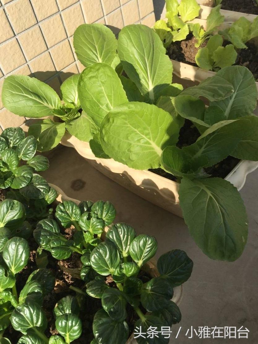 阳台种植红葱头技术要点_阳台红葱头的种植技术_阳台怎样种植红葱头