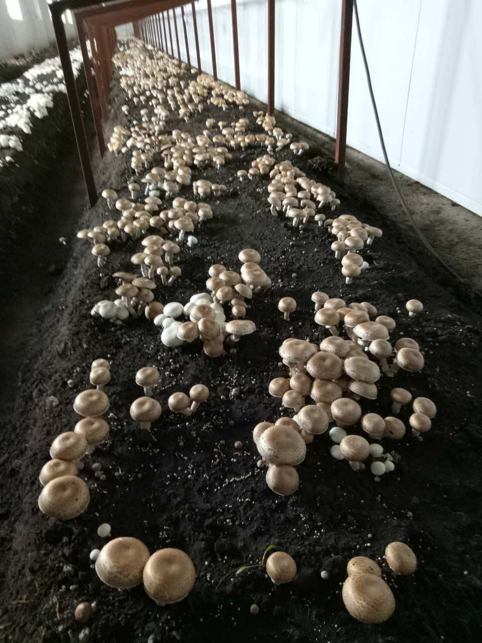 蘑菇配料种植方法技术视频_蘑菇种植技术的配料方法_蘑菇配料种植方法技术要点