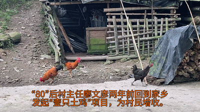 养殖土鸡致富人_致富养殖土鸡人怎么样_土鸡养殖致富经2019年全集