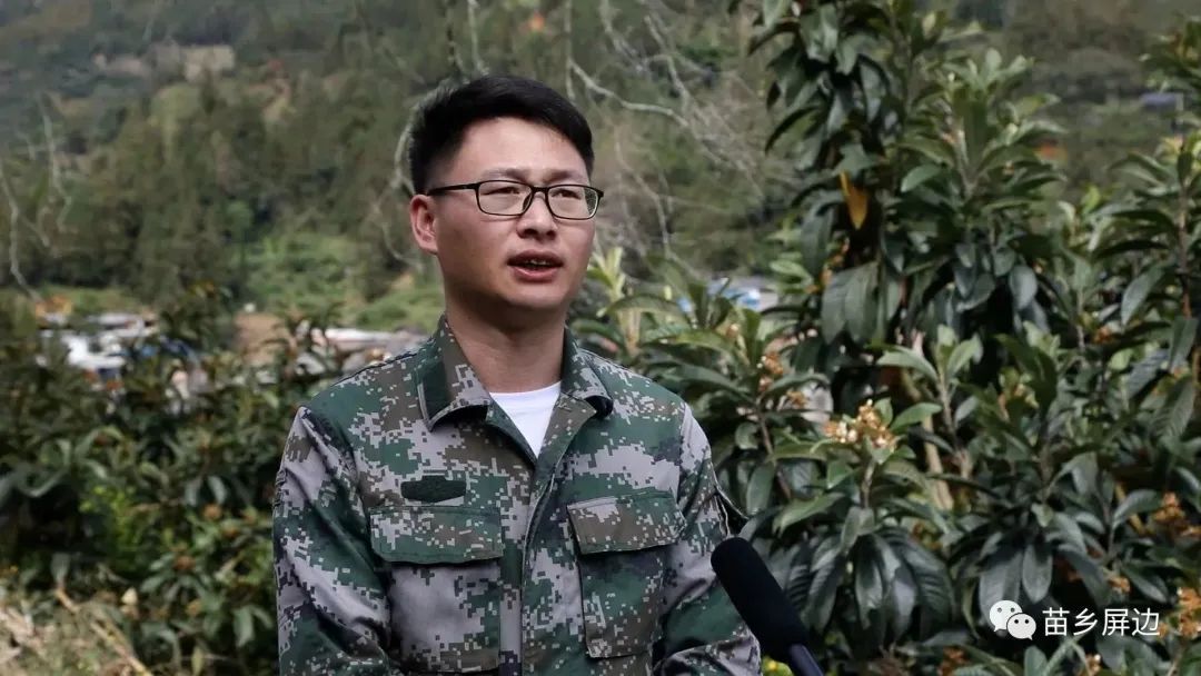 致富经枇杷花茶_枇杷花茶的功效_致富经枇杷