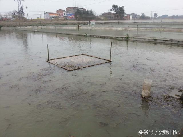泥鳅养殖技术盆养法_如何养植泥鳅_室内盆养泥鳅技术