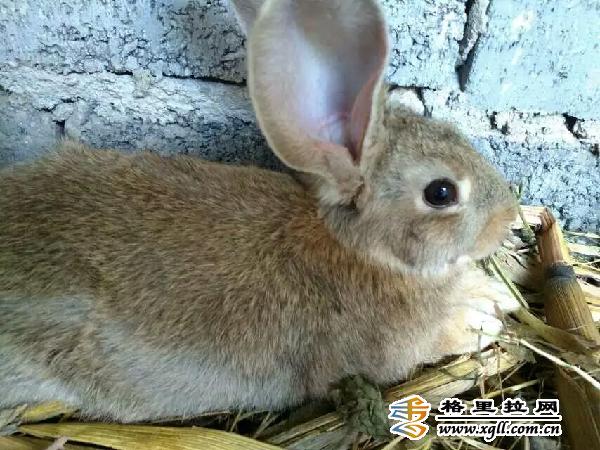 养野鸡视频道_家养野鸡视频_致富经视频养野鸡