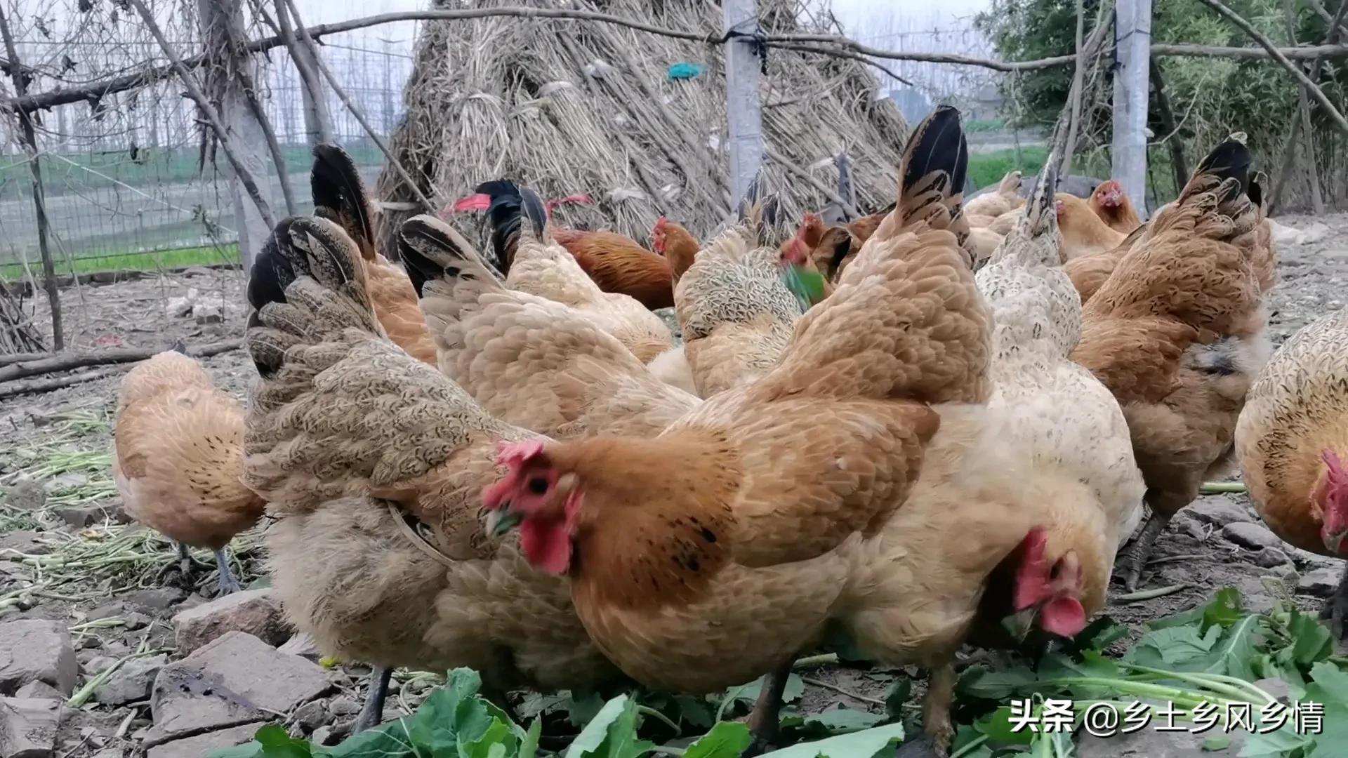 养殖土鸡致富人_致富养殖土鸡人工费多少_土鸡养殖致富经2019年全集