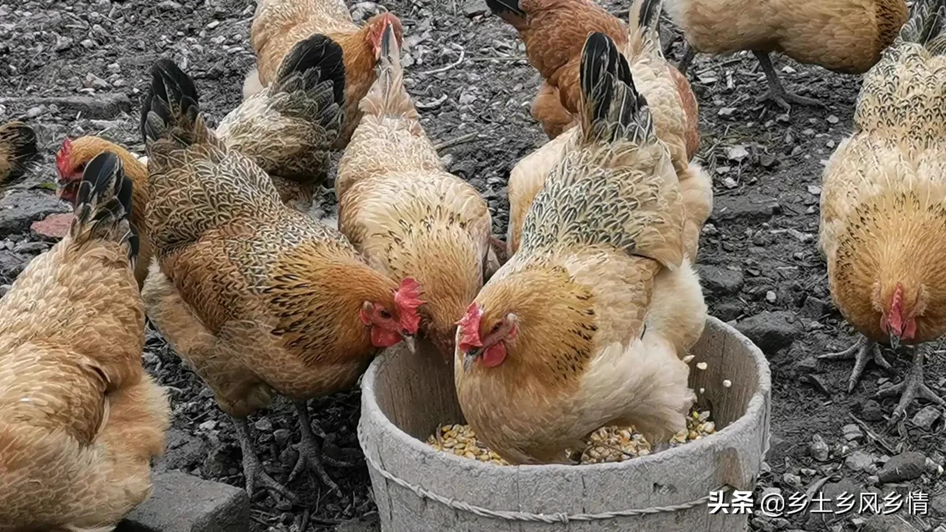 土鸡养殖致富经2019年全集_致富养殖土鸡人工费多少_养殖土鸡致富人