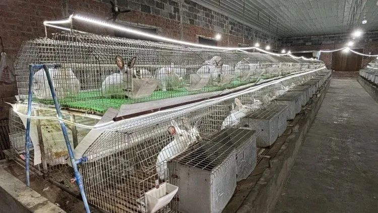 致富经养伊拉兔_致富经养兔致富视频_致富养兔子