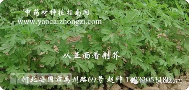 荆芥种植技术视频_荆芥穗亩产量_荆芥穗种植致富