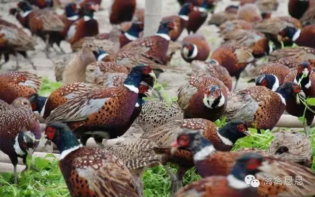 养野鸡视频道_视频致富养野鸡是真是假_致富经视频养野鸡