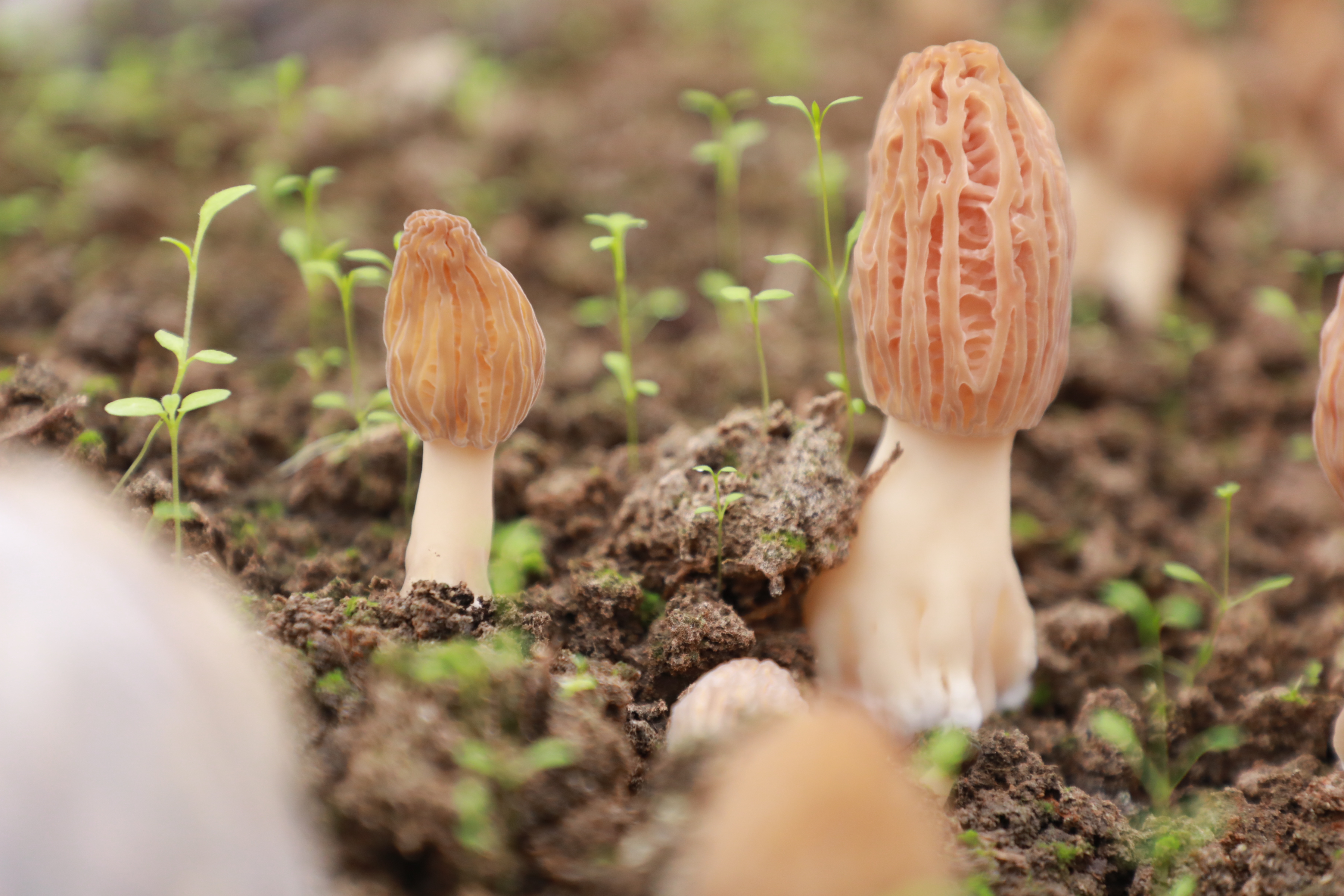 香菇种植致富能手_香菇种植致富经_种香菇赚钱吗辛不辛苦
