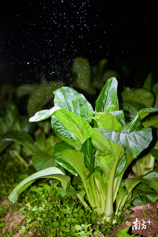 广西菜心种植技术视频_广西菜心种子_广西能种养心菜吗