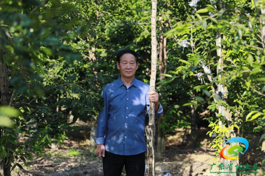 种植奇楠是骗局还是有市场_种植奇楠值得买吗_种植奇楠致富
