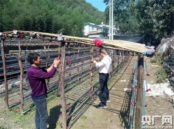 西峡县寨根乡桑树村：产业扶贫铺就致富路