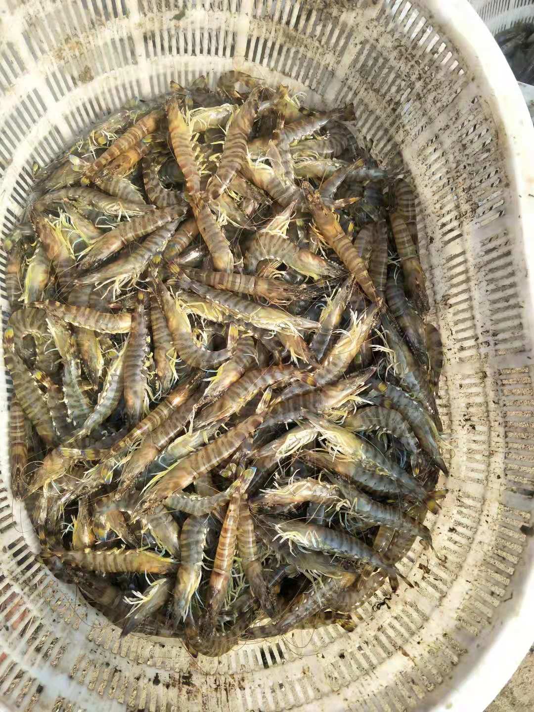 响水创新虾贝生态共养模式获双赢