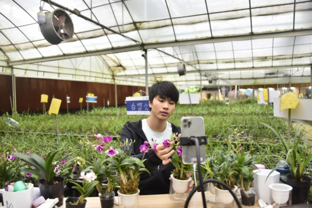 兰花种植教程_山兰花种植技术_兰花种植技术视频教程