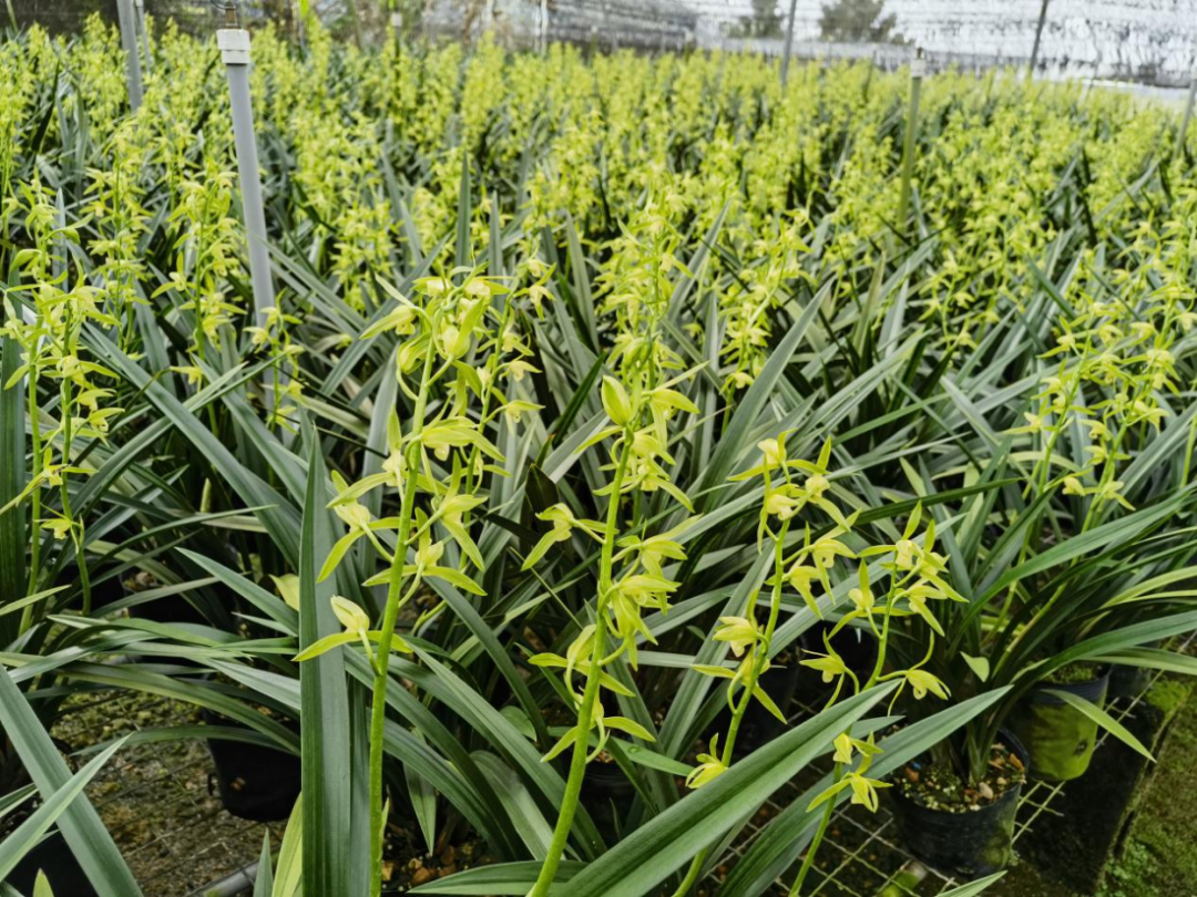 兰花种植教程_兰花种植技术视频教程_山兰花种植技术