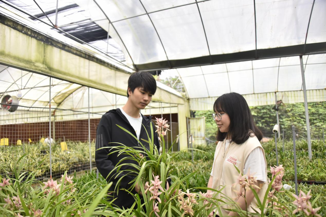 山兰花种植技术_兰花种植技术视频教程_兰花种植教程