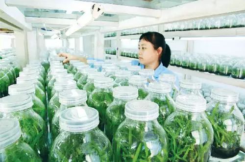 山上兰花怎么种_山兰花种植技术_兰花种植技术视频教程