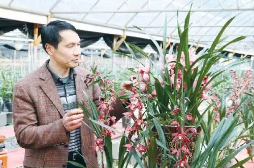 兰花种植技术视频教程_山上兰花怎么种_山兰花种植技术