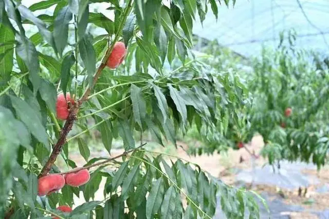 大棚蟠桃种植 致富_大棚蟠桃哪个品种好_大棚蟠桃管理技术