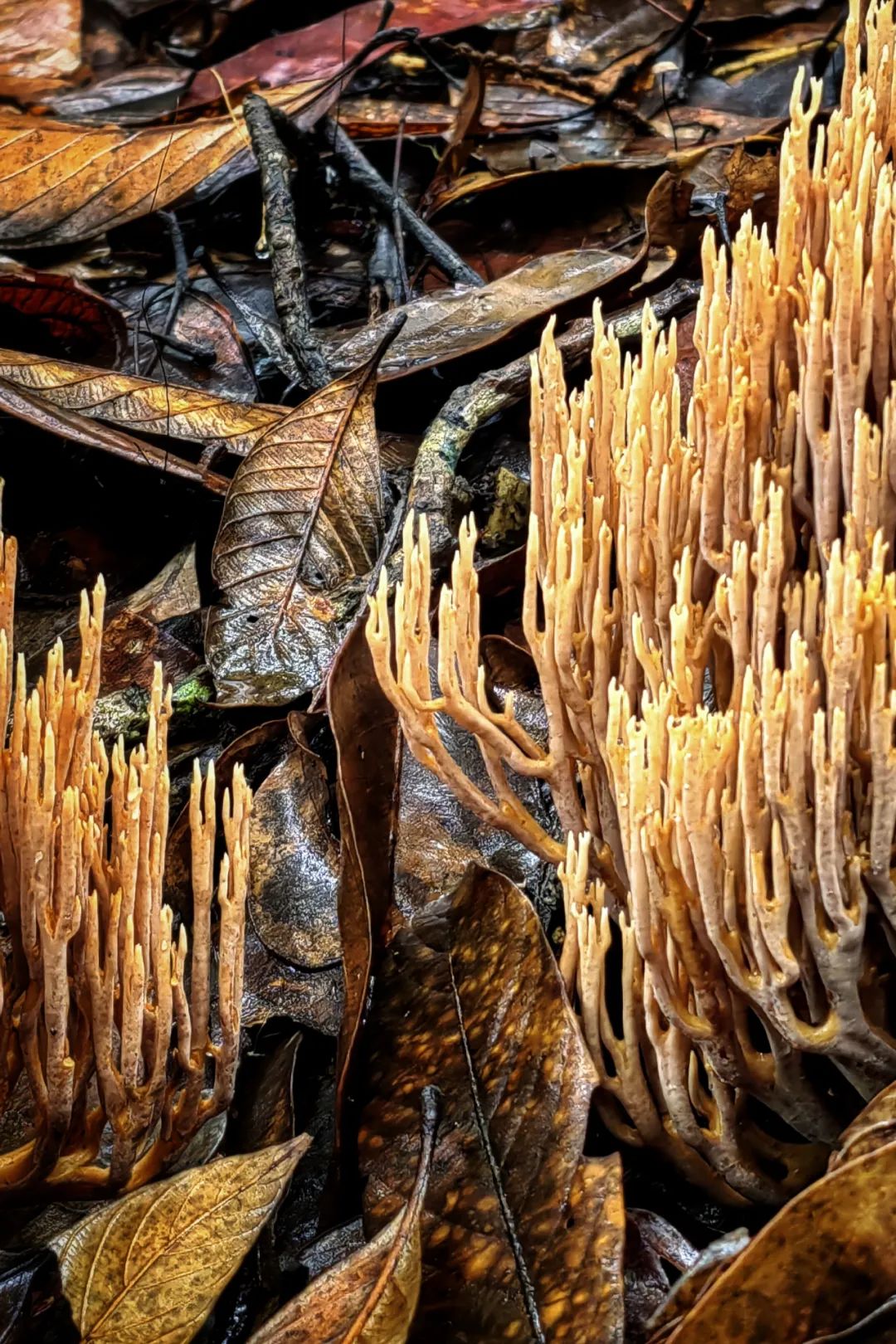 兰花种植技术视频教程_兰花种植教程_山兰花种植技术