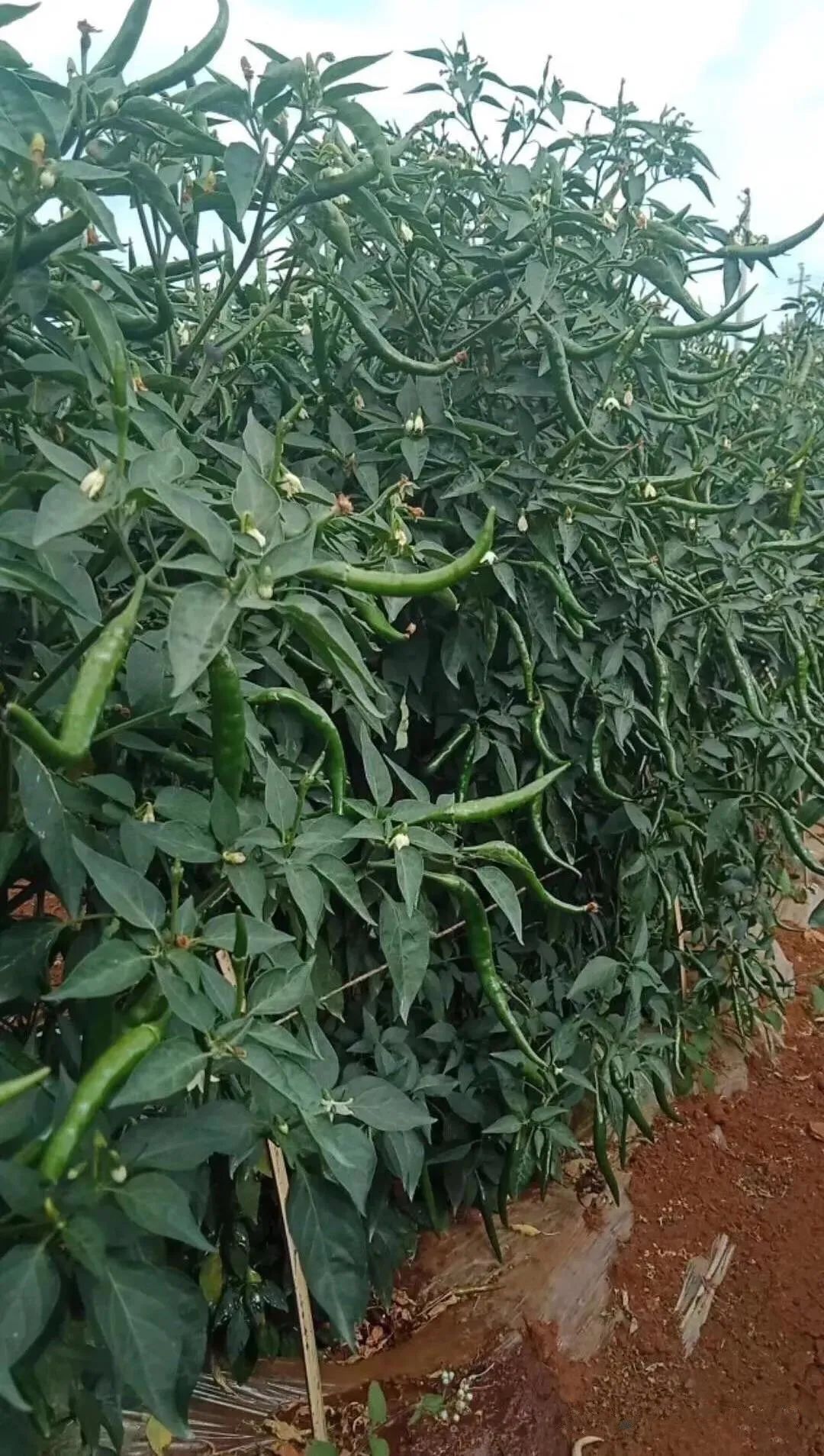 海南种植什么不愁销路_海南致富经种植类_海南种植致富经