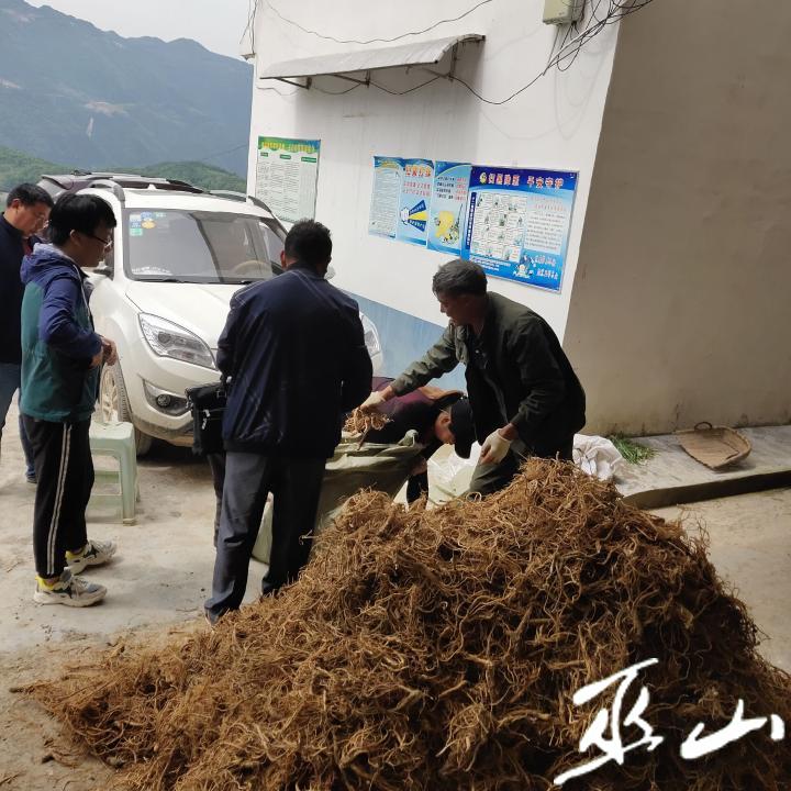 前胡种植致富_种植致富新项目_种植前胡多久可以收获