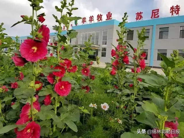 天鹅养殖技术视频教程_致富经白天鹅养殖_白天鹅养殖基地的视频