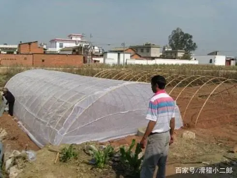 山东蚂蚱养殖基地_山东蚂蚱养殖现状_山东蚂蚱养殖技术