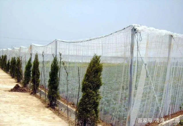 山东蚂蚱养殖基地_山东蚂蚱养殖现状_山东蚂蚱养殖技术