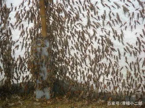 山东蚂蚱养殖现状_山东蚂蚱养殖技术_山东蚂蚱养殖基地