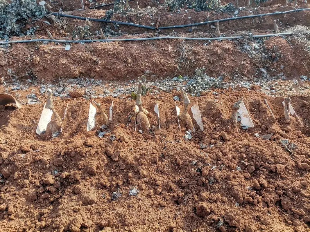 葛根怎么种植,葛根怎么种植技术视频