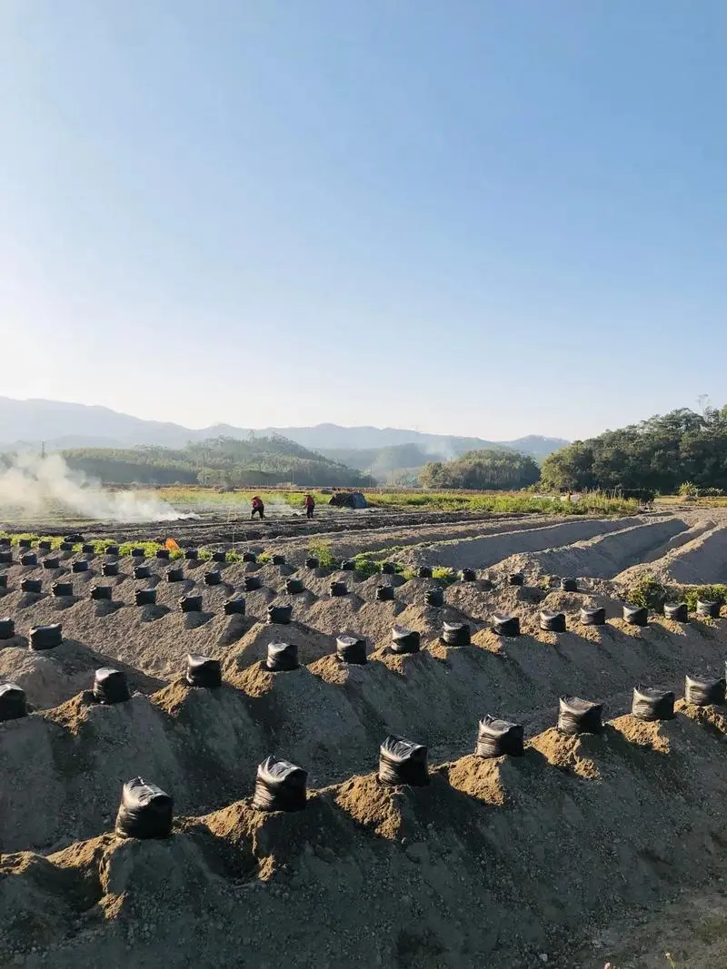 葛根怎么种植,葛根怎么种植技术视频
