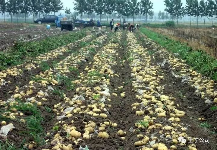 土豆种植地膜技术与管理_地膜土豆种植技术_土豆地膜高产种植技术视频
