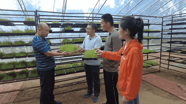 山东蚂蚱养殖基地_山东蚂蚱养殖技术_养殖山东蚂蚱技术怎么样
