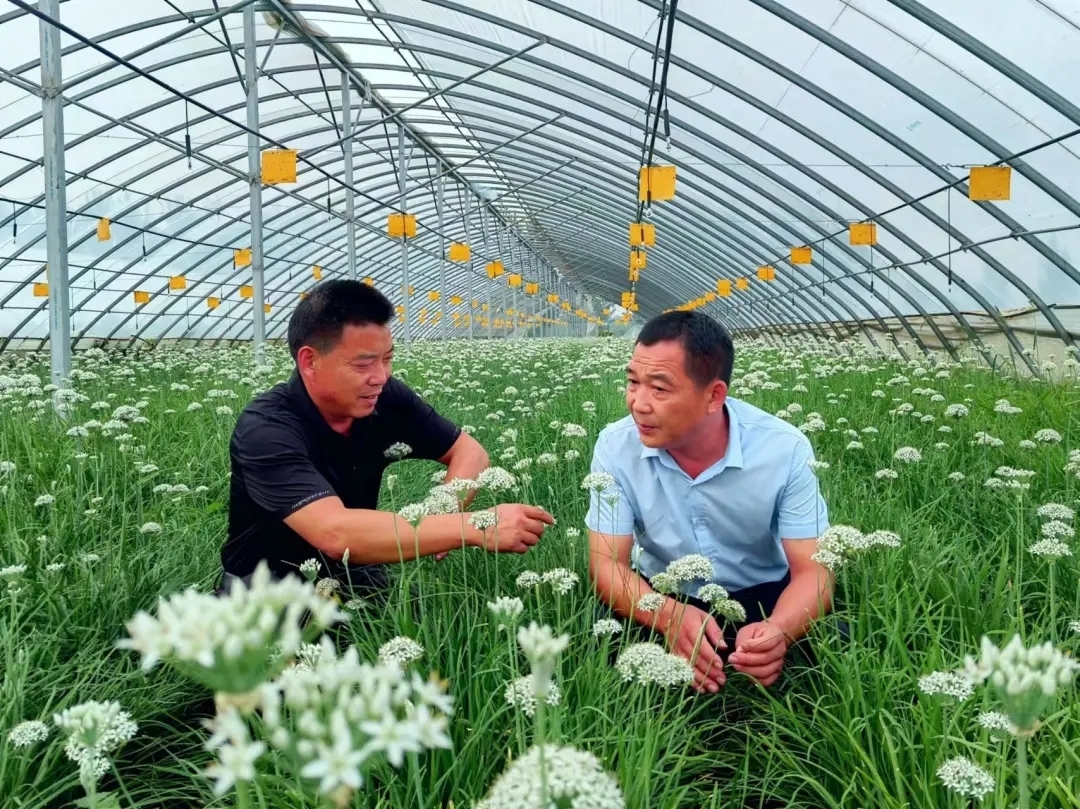 韮菜种植技术视频_动手种蔬菜的视频_菜地种菜视频