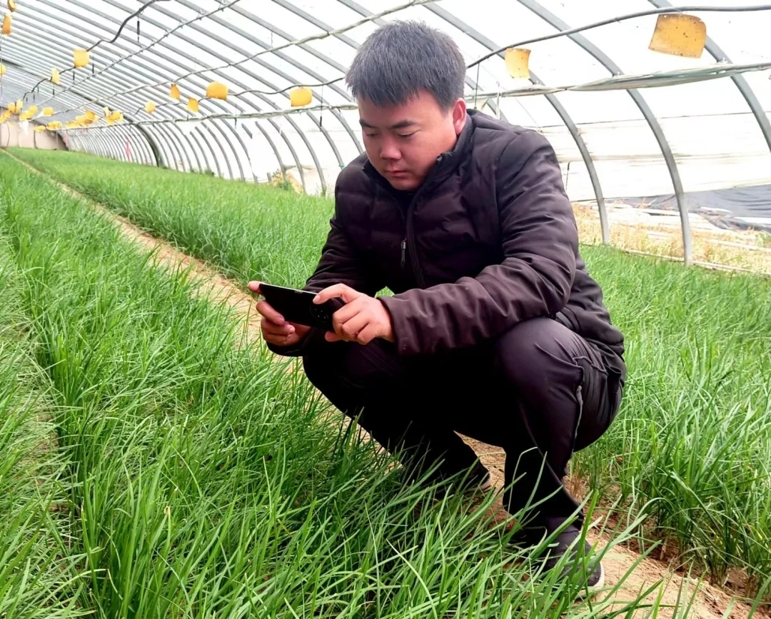 菜地种菜视频_动手种蔬菜的视频_韮菜种植技术视频