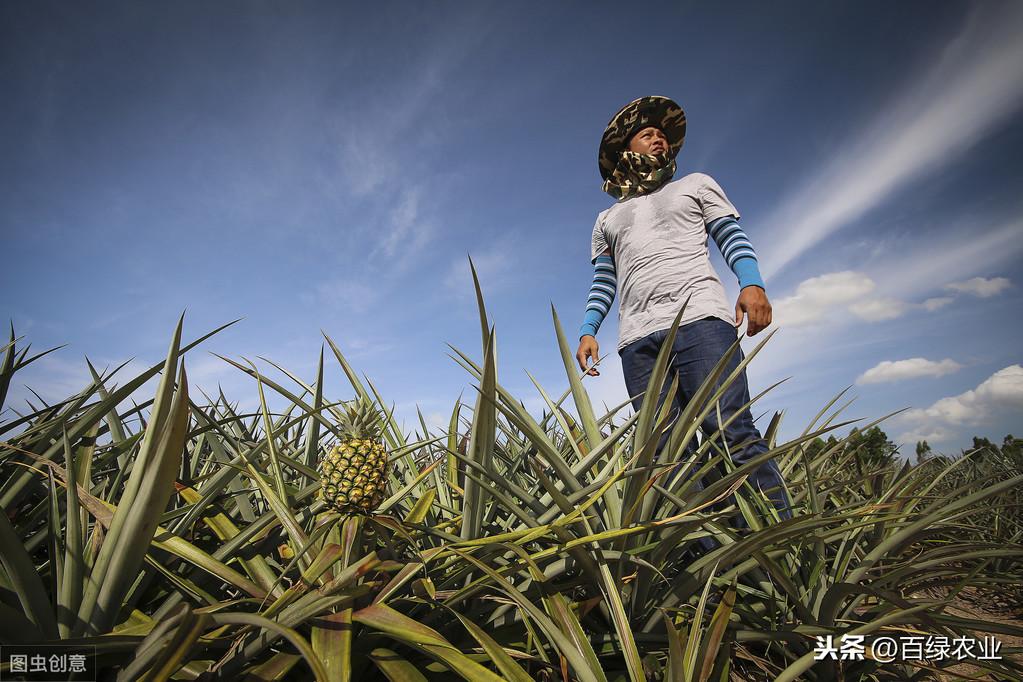 种植波罗技术视频教程_波罗种植技术_种植波罗技术要求