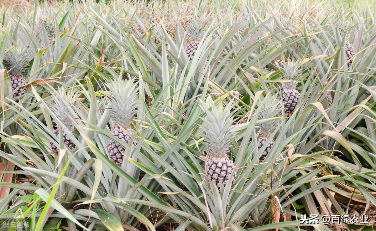 波罗种植技术_种植波罗技术要求_种植波罗技术视频教程
