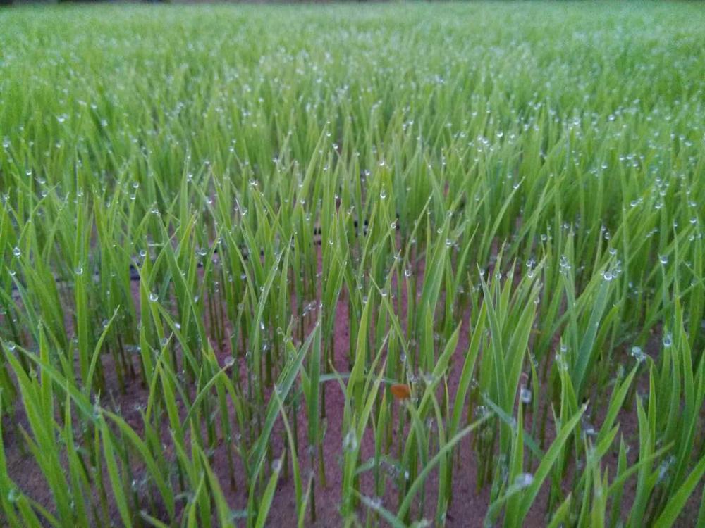 沙漠种植致富项目_沙漠种树项目_致富沙漠种植项目有哪些