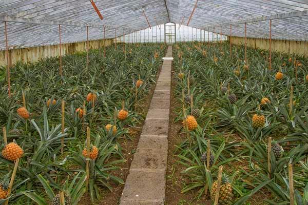 波罗种植技术视频_种植波罗技术要点_波罗种植技术