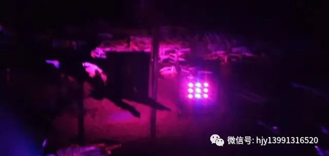 致富羊日报_致富羊光道_致富经一羊