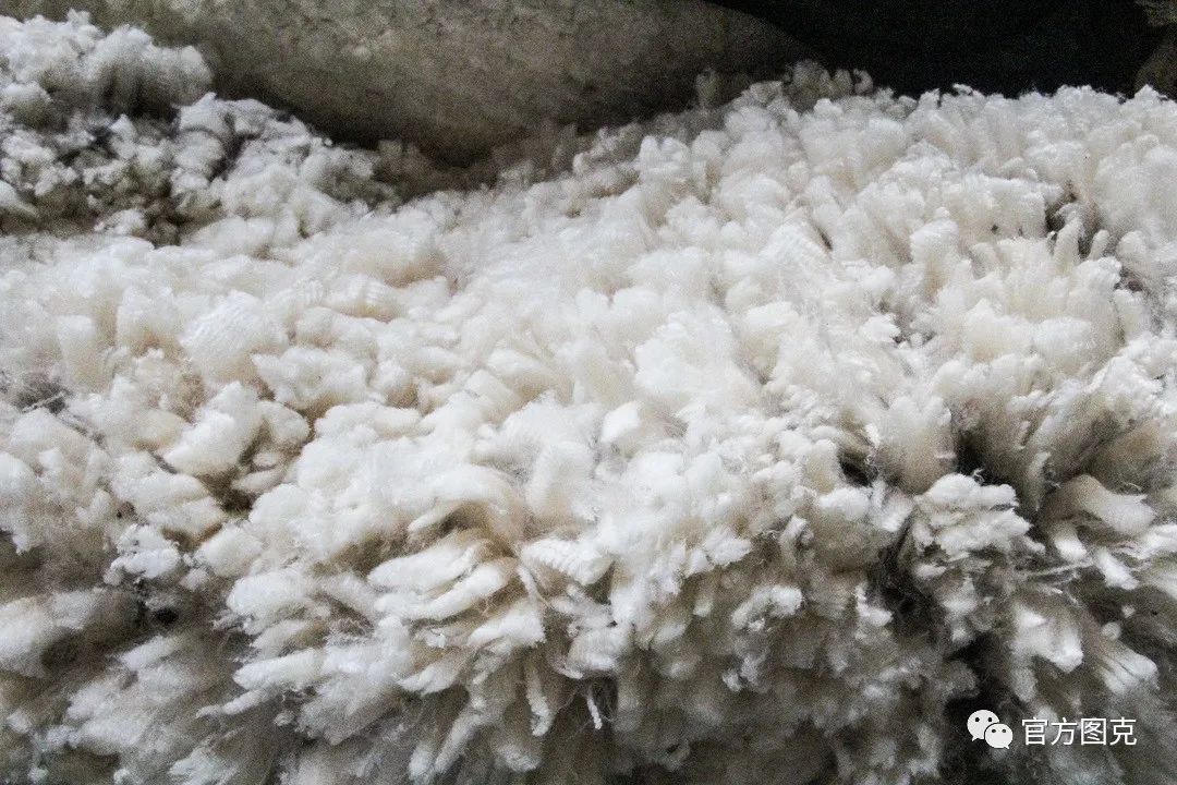 致富经一羊_致富羊财_致富羊群满山跑