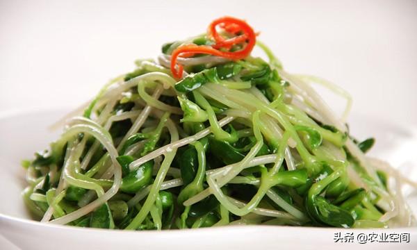 绿豆牙种植技术_绿豆牙种植技术与管理_绿豆牙的种植方法