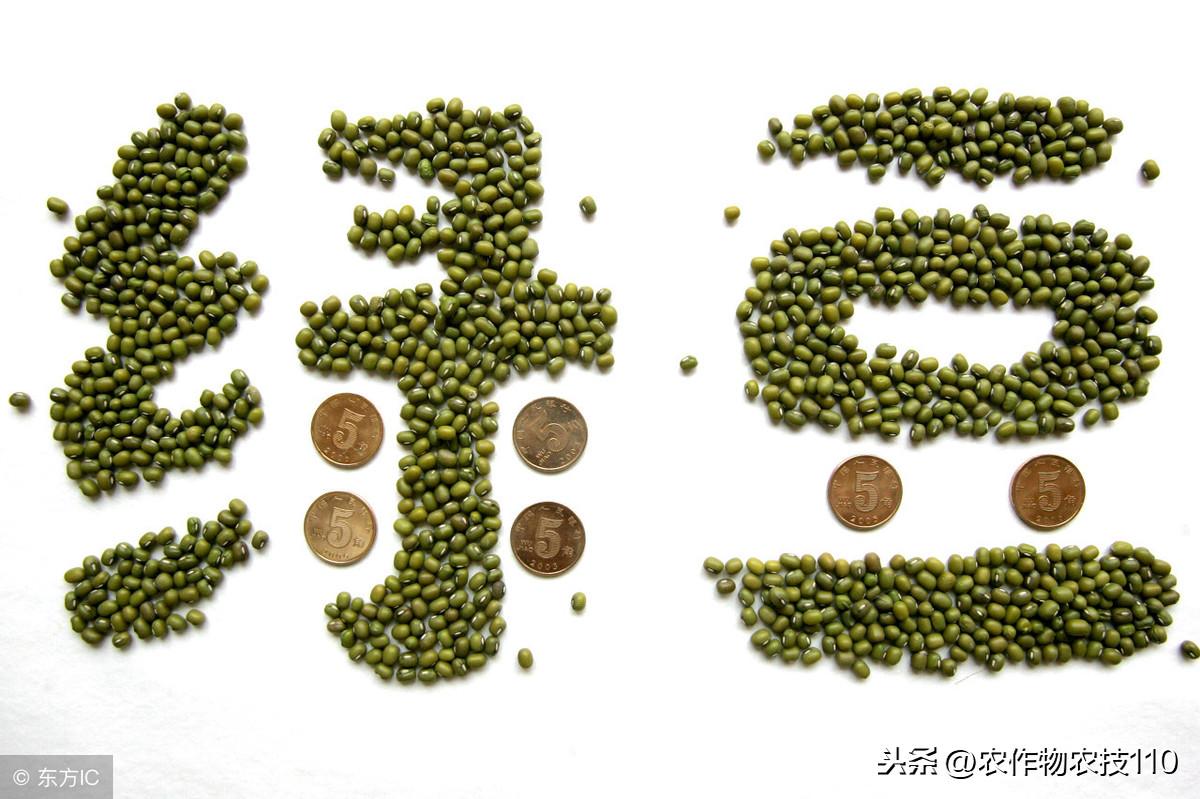 绿豆高产栽培技术重点！（实用）