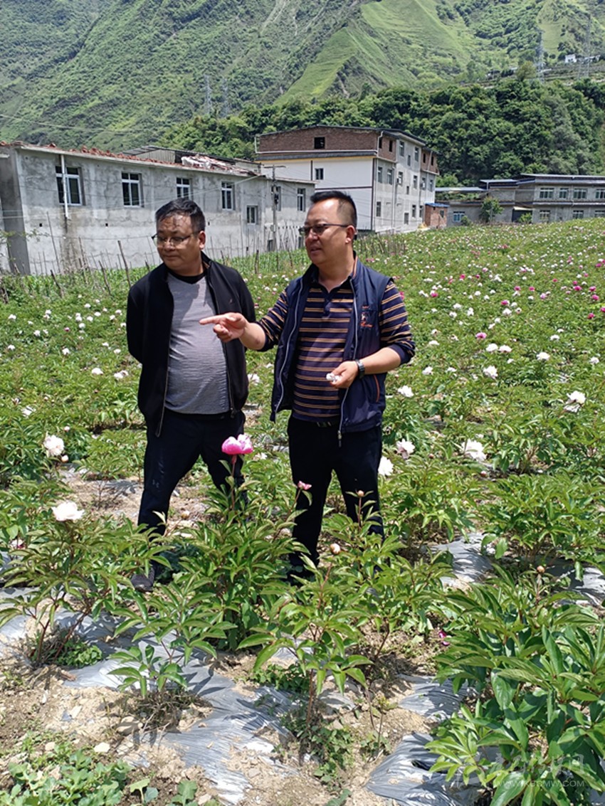 赤芍种植致富例_赤芍种植技术视频_种赤芍挣钱吗